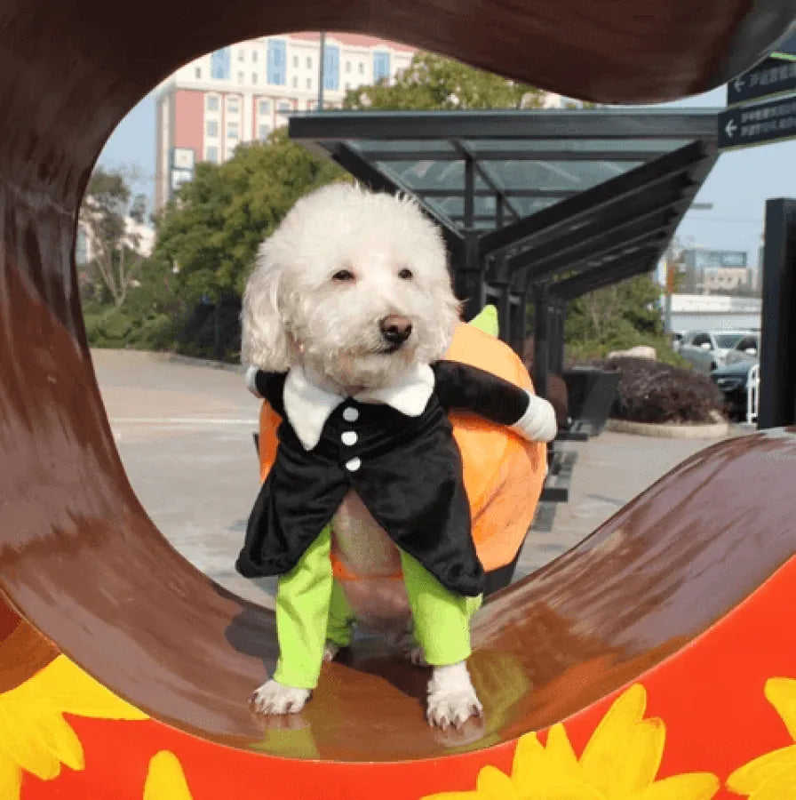 Dog & Cat Pumpkin Halloween Costume